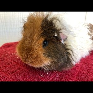 Meet your Posher, Brynn